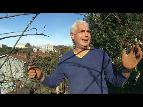 კივის სწორი გასხვლა