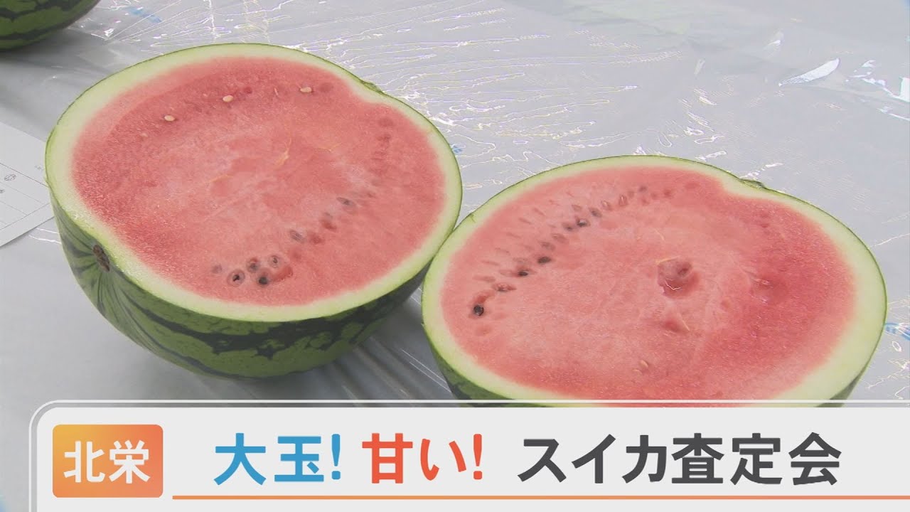 今年のスイカの出来栄えは…「大玉」で「甘い」 - YouTube
