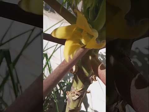 تلقيح شجر البابايا و الفرق بين الزهور المذكرة و المؤنثة و الثمار زراعة الجيلي  البخل 