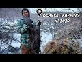 Trapping HUGE Beavers! WI 2020 (Catch,Clean,Cook)