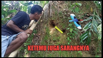 BURUNG YANG MEMBUAT SARANG DIDALAM TANAH