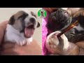  dogs tried medicine for the first time  petlovers ph