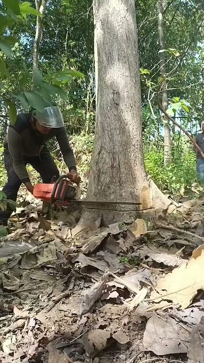 Cutting the Most Expensive Giant Teak Tree | Super Big Tree Felling
