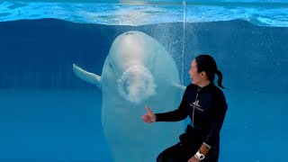 Beluga Whale Show At Yokohama Hakkeijima Sea Paradise 【4K】