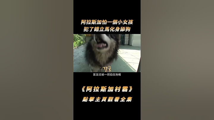 100斤阿拉斯加卻怕一個小女孩，犯了錯立馬化身舔狗，眼睛都不敢睜#shorts