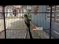 Kicau Santai Cendet Ini Ampuh Untuk Merangsang Cendet Yang Males Pancingan Cendet Males Bunyi Mp3 - Mp4 Download