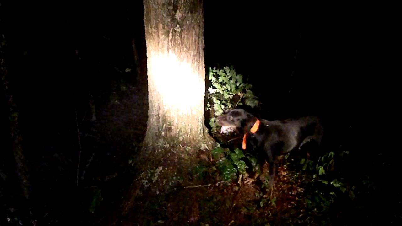 Swanpond black and tan kennels YouTube