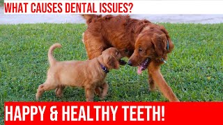 Caring for Golden Retriever Teeth: Dental Health Tips by Happy Hounds Hangout 3 views 1 month ago 3 minutes, 58 seconds