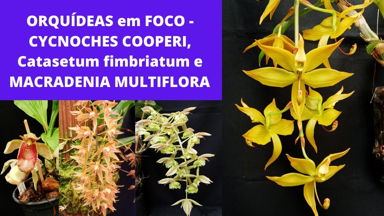 ORQUÍDEAS em FOCO - CYCNOCHES COOPERI, Catasetum fimbriatum e MACRADENIA MULTIFLORA