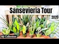 Sansevieria Tour | My Sansevieria Collection 2020 |  | Low Light Houseplants | Rare Sansevieria