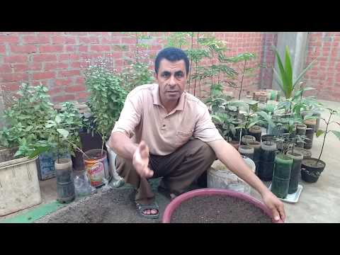 فيديو: Woollypod Vetch Cover Crop: كيفية زراعة نباتات البيقية Woollypod