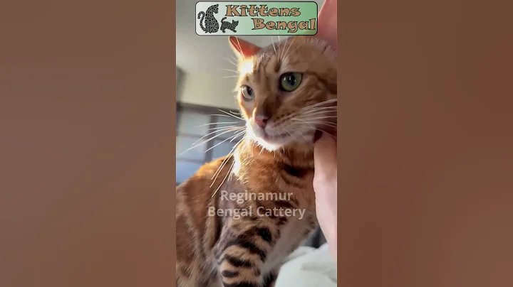 Video 9126881: cattery cats bengal, feeding bengal, bengal kitten, bengalcat