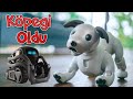 Vectore Robot Köpek Aldık