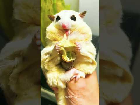 So cute sugar
