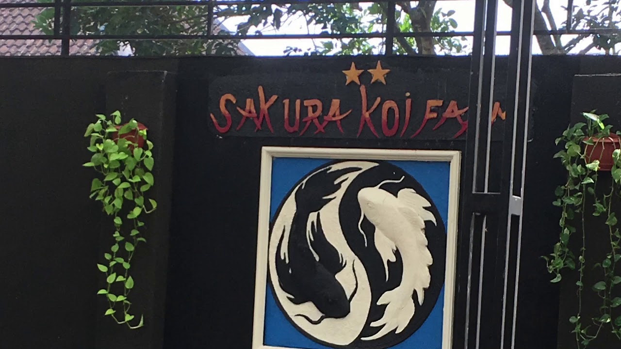 Sakura koi farm -taloen -blitar 