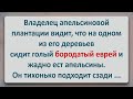 ✡️ Голый Бородатый Еврей на Апельсиновом Древе! Анекдоты про Евреев! Выпуск #64