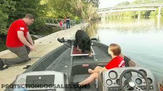 Gentle Giant 'Andre' 19 Mo Plush Bi-Black GSD Temperament Shown Willingness For His First Boat Ride by Protection Dog Sales 101 views 2 days ago 2 minutes, 9 seconds