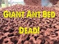 Spectracide didn't work but this did! Giant Ant Bed Killed!
