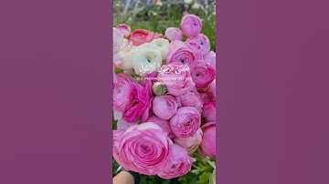 #اكسبلور #keşfet #duet #دويتو #لايك #love #راحة_نفسية #فولو #تيك_توك #حالات_واتس#قران_كريم #تلاوات
