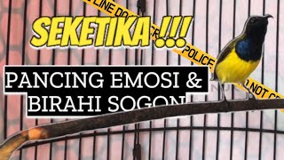 Pendongkrak Birahi & Emosi Sogon Paling Ampuh | Sogon Langsung Panas dan Gacor! #sogon #sogongacor