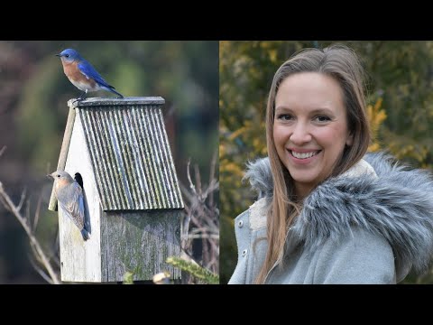 Video: Hoe kuifbaardvogels aantrekken?