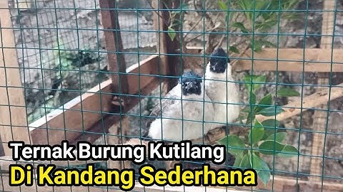 Ternak Burung Kutilang Pake Kandang Sederhana