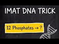 IMAT DNA Question | Don’t Memorise This