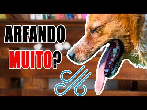 Vídeo: Como saber se o arfar do seu cão não é normal