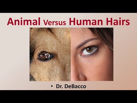 Animal versus Human Hairs