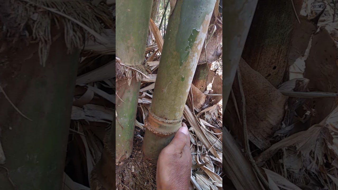 Pring bambu  kendit  bambu  unik ciptaan Tuhan YouTube