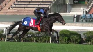 香港カップ】モーリス、ラブリーデイ、クイーンズリングの表情 - YouTube