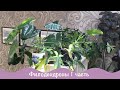 Филодендроны в моей коллекции. Обзор комнатных растений.
