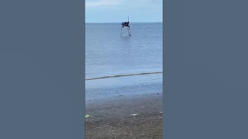 Cào nghêu và bắt ốc giải trí ở biển Tân Thành, Gò Công, Tiền Giang ngày 6/7/2025