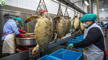 Turtle Meat Factory - How Does China Process Millions of Turtles in a Factory?