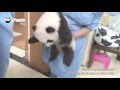 What is the happiest job in the world? A panda nanny!