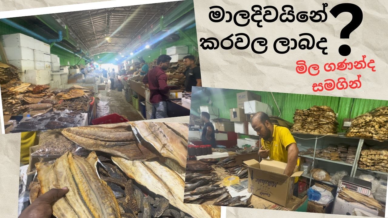 මාලදිවයිනේ තලපත් , තෝරා , කට්ටා ඔච්චරටම ලාබද ? නැත්තම් රහද ? මෙන්න ඇත්ත  🤗 Maldives Dry Fish Market