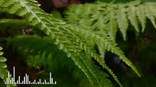 Study Music No Ads 🎧 집중력 향상 | Relaxing Background Music