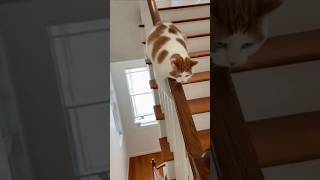 Lazy Cheese Cat Slides Down the Railing… Then Dramatically Falls 😂🐱
