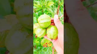 Trending hashtags: #Guava #Nature #VillageLife #Organic #FreshFruit #FarmLife #Green