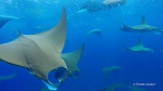 Mobula ray show Fakarava ( French Polynesia)