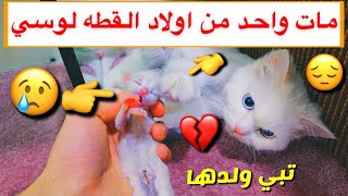 ولد القطه لوسي مات  شوفوا ردة فعلها  / Mohamed Vlog