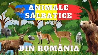 Animale Sălbatice din România - Ce animale sălbatice trăiesc în țara noastră? screenshot 4