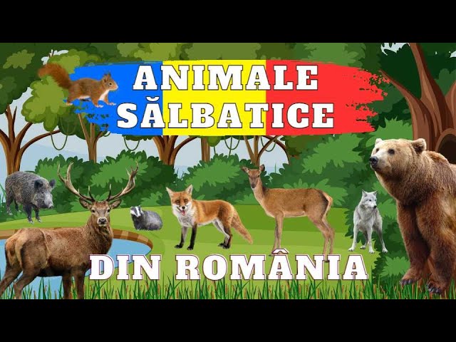 Animale Sălbatice din România - Ce animale sălbatice trăiesc în țara noastră? class=