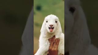 Suara Anak Kambing #trendingshorts
