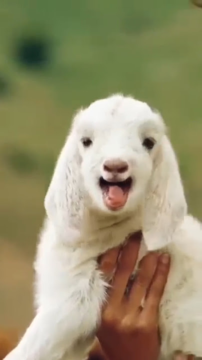 Suara Anak Kambing #trendingshorts
