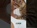 Cute..😸 #fypシ #kucingimut #catlovers