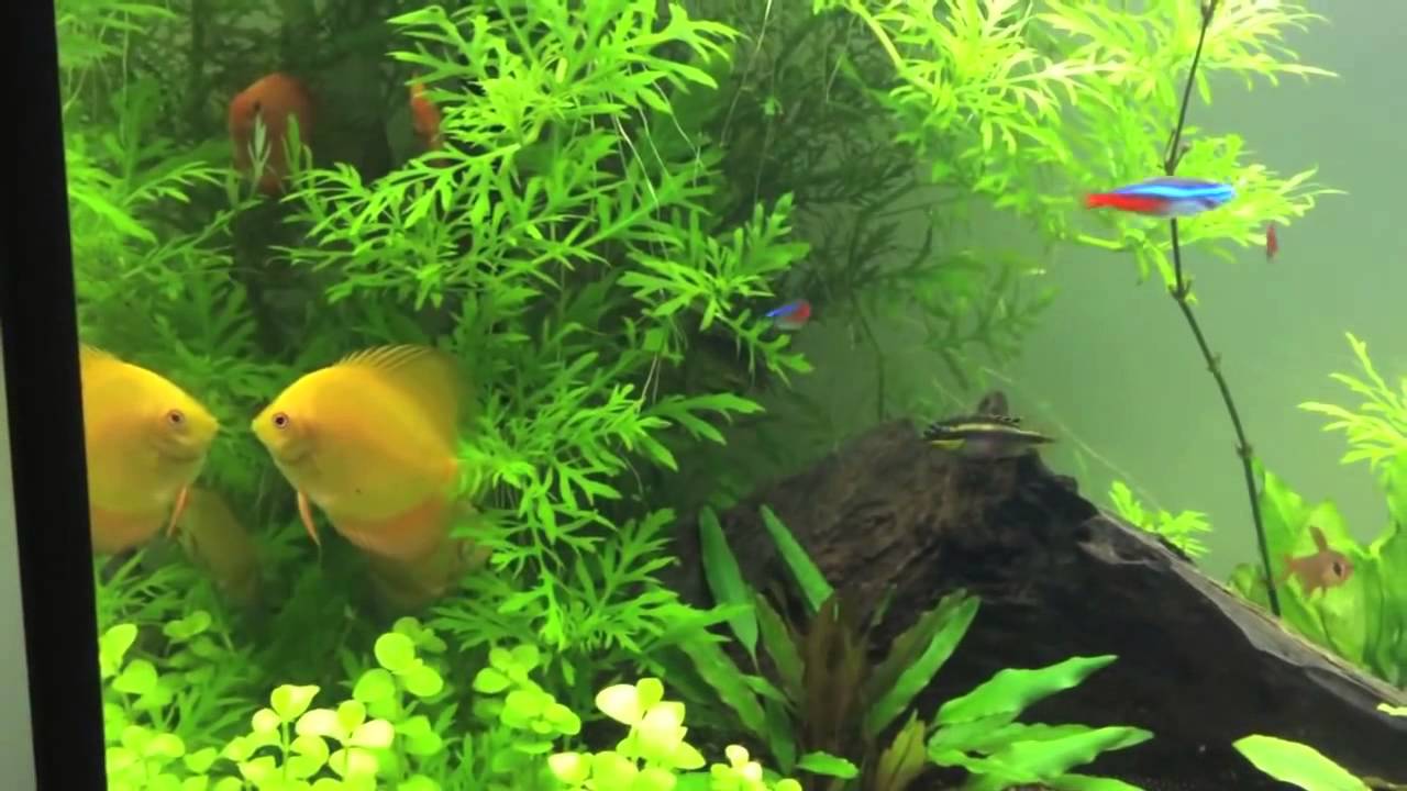 Discus Youtube DISCUS UNBOXING !! From Just Discus - YouTube