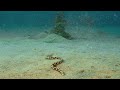 Tiger Snake Eel - Red Sea