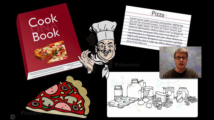 Transcription and Translation