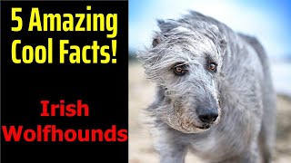 5 Fascinating Facts About Irish Wolfhounds